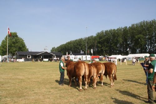 Sønderjyske Fællesskue i Aabenraa - Tyre 18-21 mdr.: Gunnar Paulsen, Agerskov med Birkegårdens Mester fik 23 point og ærespræmie. Tyre 14-16 mdr.: Lilholdt Limousine v/ Susanne Behrens Have, Toftlund, 23 point Østermarkens Limousine, Bredebro, 22 point. Tyre 12-14 mdr.: Granly Limousine v/Bent Schultz Kloster, Vojens, 23 point
