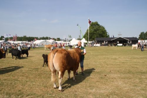 Sønderjyske Fællesskue i Aabenraa - Tyre 30-36 mdr.: Skovlund Limousine v/ Søren L. Paulsen, Toftlund, 23 point og ærespræmie