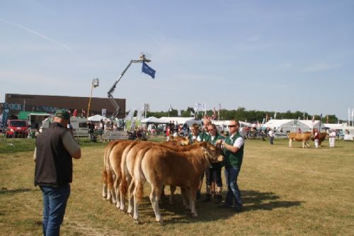 Sønderjyske Fællesskue i Aabenraa - Kvier 10-12 mdr.: Skovlund Limousine v/Søren L. Paulsen, Toftlund, 22 point Granly Limousine v/Bent Schultz, Vojens, 23 point