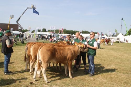 Sønderjyske Fællesskue i Aabenraa - Kvier 10-12 mdr.: Skovlund Limousine v/Søren L. Paulsen, Toftlund, 22 point. Granly Limousine v/Bent Schultz, Vojens, 23 point