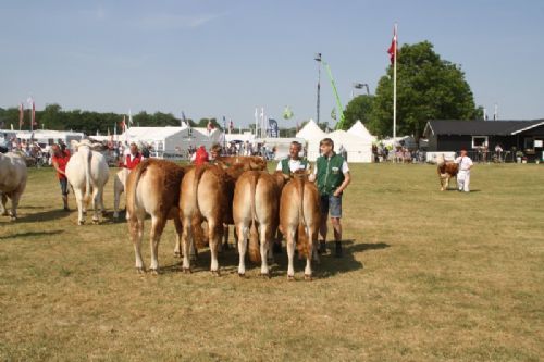 Sønderjyske Fællesskue i Aabenraa - Kvier 24-27 mdr.: Skovlund Limousine v/ Søren L. Paulsen, Toftlund, 23 point. Kvier 18-21 mdr.: Skovlund Limousine v/ Søren L. Paulsen, Toftlund, 23 point. Kvier 16-18 mdr.: Lilholdt Limousine v/ Susanne Behrens Have, Toftlund, 23 point og ærespræmie Mads Behrens Have, Toftlund, 22 point