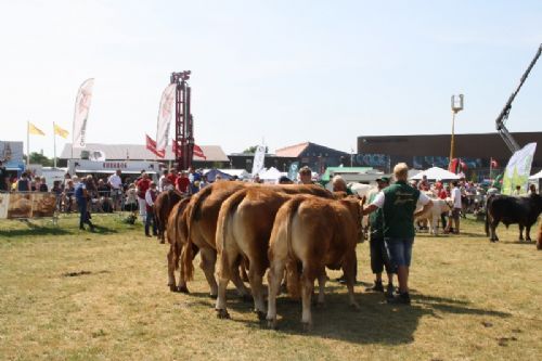 Sønderjyske Fællesskue i Aabenraa - Tyr fra Lilholdt Limousine v/ Susanne Behrens Have, Toftlund Tyr fra Gunnar Paulsen, Agerskov Ko fra Gunnar Paulsen, Agerskov Tyr fra Skovlund Limousine v/ Søren Paulsen, Toftlund