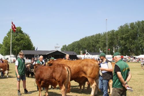 Sønderjyske Fællesskue i Aabenraa - Tyr fra Lilholdt Limousine v/ Susanne Behrens Have, Toftlund Tyr fra Gunnar Paulsen, Agerskov Ko fra Gunnar Paulsen, Agerskov Tyr fra Skovlund Limousine v/ Søren Paulsen, Toftlund