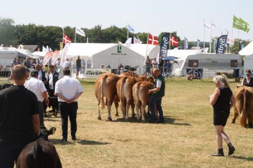 Sønderjyske Fællesskue i Aabenraa - Interbreed – bedste Besætning: Skovlund Limousine v/ Søren L. Paulsen, Toftlund