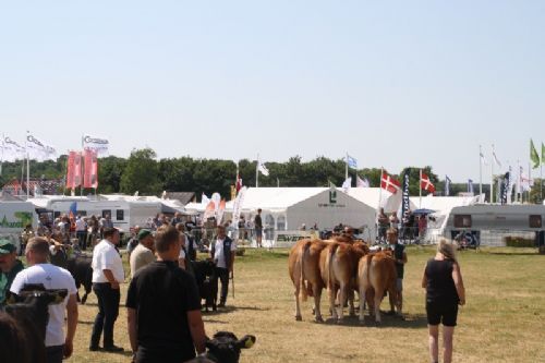 Sønderjyske Fællesskue i Aabenraa - Interbreed – bedste Besætning: Skovlund Limousine v/ Søren L. Paulsen, Toftlund