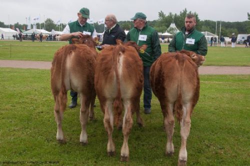 Bedømmelse - 12,11 Tyre 5 - 6 mdr. Fløj (tv) til Egsgaard Noah fra Egsgaard Limousine v/ Margit og Erik Egsgaard, Vorbasse