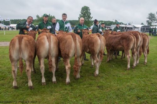 Bedømmelse - 12,22 Kvier 6 – 8 mdr. Fløj (tv) til Lindegaarden Molly fra Lindegaarden Limousine v/ A.P. Kragh Madsen, Randers SV