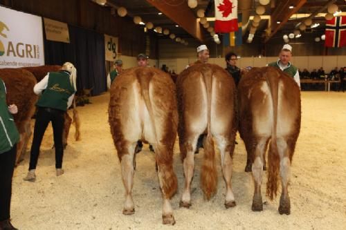 Agro Nord Kødkvæg - Tre hold. (til venstre): Kvier 24-27 mdr. Bedste ældre Kvie, 23 point og ærespræmie til Risvang Hope fra Bent Svenning Jessen. (midten): Kvier 21-24 mdr. 23 point til Granly Henriette fra Sønderlund Limousine. (højre): Kvier 18-21 mdr. 23 point til Ølands Harmony fra Ølands Limousine.