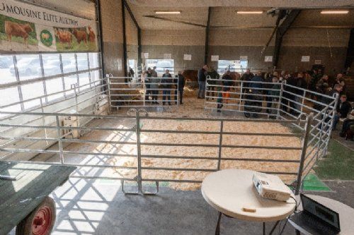 Auktion - Dansk Limousine Forenings avlsdyrauktion blev for første gang afholdt på Bygholm Landbrugsskole, hvor en værkstedsbygning var ryddet i dagens anledning - det fungerede perfekt for både dyr og publikuk