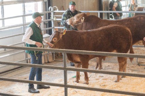 Auktion - Femte tyr i ringen var katalog nr. 1 - Engtoftegård Ville P - som blev solgt for 20.000,-