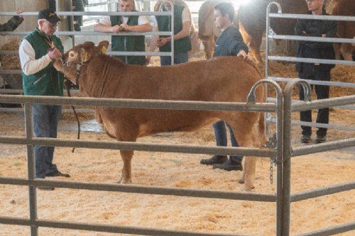 Auktion - Andet hundyr i ringen var katalog nr. 3 - kvien Damgaard Vigga P - kvien blev solgt for 21.000,-