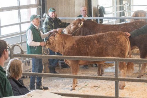 Auktion - Tredje hundyr i ringen var katalog nr. 5 - kvien Engtoftegård Viol - kvien blev solgt for 30.000,-