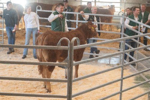 Auktion - Femte og sidste hundyr i ringen var katalog nr. 4 - kvien Stenbjerg Uzella P - kvien blev solgt for kr. 32.000,-