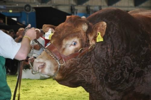 Auktionen - ”Helt ærligt, der er meget andet jeg hellere vil end at gå rundt og rundt og rundt her i Herning”, syntes den 1365 kg tunge Engkjær Get It at tænke