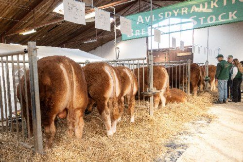 Avlsdyauktion - Dansk Limousine Forenings avlsdyraktion blev for anden gang afholdt i de bygninger, der tidligere husede Brørup Markeds husdyrauktion - perfekte rammer for både folk og fæ
