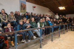 Avlsdyauktion - Der var godt fyldt op om ringen