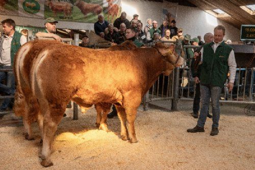 Avlsdyauktion - Fjerde tyr i ringen var katalog nr Skovlund Ulala p, som blev solgt for kr. 20.000