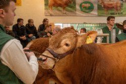 Avlsdyauktion - Dyvende tyr i ringen var katalog nr 12 - Krogens Utello