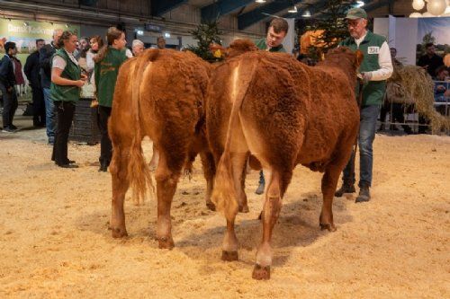 Bedømmelse - I holdet 10-12 mdr. vandt Birkely Soprano (tv), fra Krogens Limousine, Ferritslev Fyn