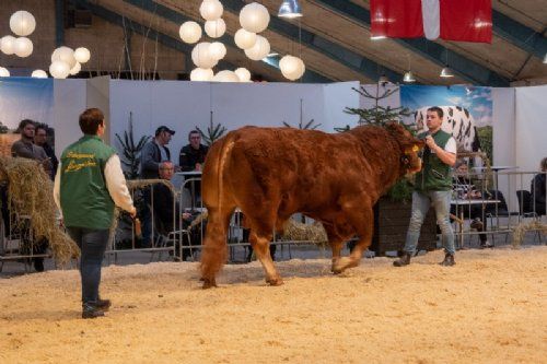 Bedømmelse - Tyre over 36 mdr. Kun én tyr i holdet. Skovlyst Ohio, fra Kodal Limousine, Spjald