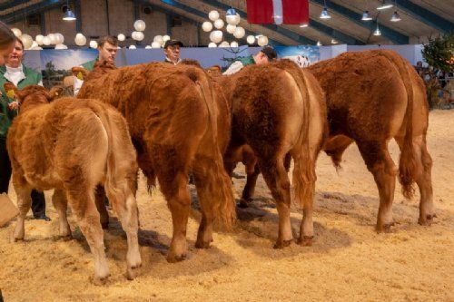 Bedømmelse - Bedste yngre tyr skal findes – det blev Birkely Soprano (nr 2 fra venstre), fra Krogens Limousine, Ferritslev Fyn