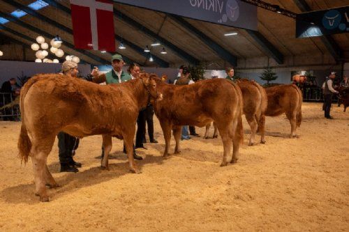 Bedømmelse - Kvier 12-14 mdr. Fløjvinder Karensminde Smukke (tv), fra Søren Hedegaard Jensen, Ansager