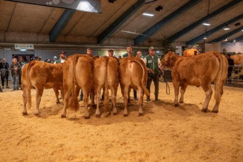 Bedømmelse - Kvier 21-24 mdr. Fløjvinder Birkely Soffi (nr. 2 fra venstre), fra Grunnet Limousine, Billund