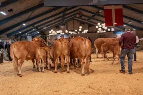 Bedømmelse - Køer 3-5 år m. kalv. Fløjvinder Grunnet Orakel (tv), fra Egs Limousine, Karby