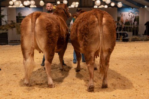 Bedømmelse - Køer 3-5 år u. kalv. Fløjvinder Thomsen Perle (tv), fra Thomsen Limousine, Erslev