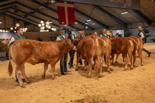 Bedømmelse - Bedste yngre kvie skal findes – det blev Søgaard, fra Simon Kusk, Thisted