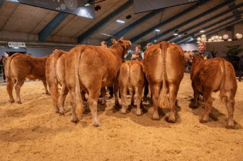 Bedømmelse - Bedste ko skal findes – det blev Lindegaarden Kitty (th), fra Lindegården Limousine, Randers