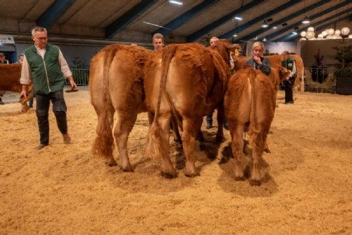 Bedømmelse - Bedste hundyr skal findes – det blev Birkely Soffi (tv), fra Grunnet Limousine, Billund