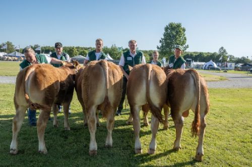 Bedømmelse torsdag - Bedømmelsen af tyre i alderen 6-8 mdr. var let, for der var kun én, Bøge Storm PP (tv) fra Birgit Bøge, Vinderup. Tyre i alderen 8-10 mdr. er på samme billede. Fløjvinder blev Engvang Sultan (nr. 2 fra venstre) fra Mads Simonsen, Rønde