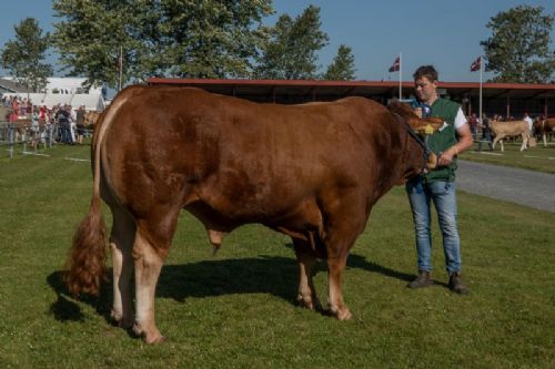Bedømmelse torsdag - Tyre over 36 mdr. Også her stillede kun én tyr op. Skovlyst Ohio fra Mathias Nymann Olsen, Haarby. Den tyr kom vi til gengæld til at se adskillige gange i løbet af Landsskuet 2022.