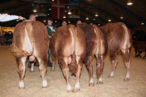 Bedømmelse - 03- Tyre 12-14 mdr. – fløj til Birkely Nanok fra Jakob Ravn, Thorsø