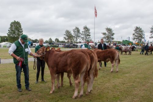 Bedømmelse - 12-11 Tyre 5-6 mdr. Én tyr i holdet (tv) Nordbygaardens Pedro fra Flemming Pedersen, Børkop (Hold 12,12 også med på billedet)