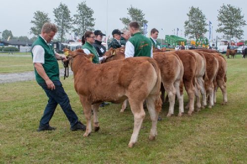 Bedømmelse - 12,21 Kvier 5-6 mdr. Én kvie i holdet, Grunnet Paprika P fra Søren Grunnet, Billund (Hold 12,22 også med på billedet)