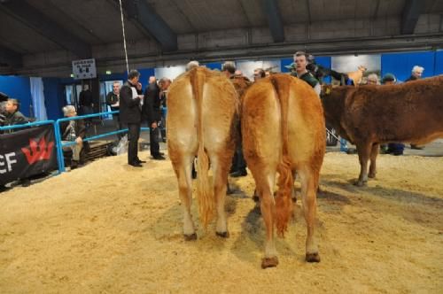 Bedømmelsen torsdag - Holdet med kvier 18-21 måneder er Kjeldgaard Iris fra Kirsten Levinsen på fløj