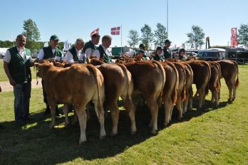 Bedømmelsen - Kvier 6 – 8 mdr. Fløj (tv) til Lindegaarden Kolibri fra Allan Kragh Madsen, Randers SV