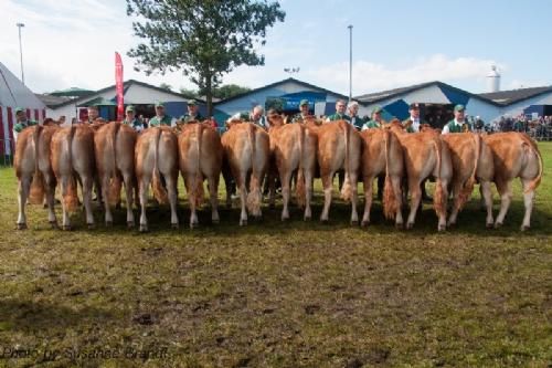 Bedømmelsen - 12,26 Kvier 14 - 16 mdr. Fløj (tv) Bøgely Luca fra Bøgely Limousine v/ Tommy Jessing, Brørup