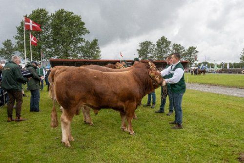 Bedømmelsen - 05 – Tyre 18-21 mdr. – kun én tyr i dette hold – Østermarkens Teddy (med siden til) fra Østermarkens Limousine, Bredebro