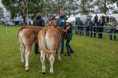 Bedømmelsen - 09 – Kviebedømmelsen efter alder. Først kvier 5-6 mdr. Fløjvinder (th) Gulleruplunds Valence fra Gulleruplund Limousine, Nykøbing M.