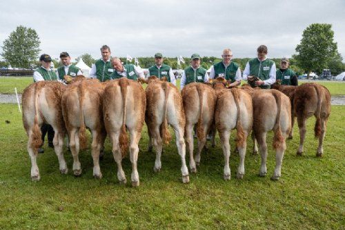 Bedømmelsen - 10 – Kvier 6-8 mdr. Fløjvinder (tv) Bøgely Ulva fra Bøgely Limousine, Brørup