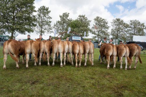 Bedømmelsen - 16 – Kvier 18-21 mdr. Fløjvinder (tv) Skovlyst Taylor fra Mathias Nymann Olsen, Fyn