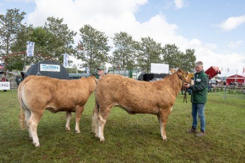 Bedømmelsen - 17 – Kvier 21-24 mdr. Fløjvinder (th) Gulleruplunds Toffee fra Gulleruplund Limousine, Nykøbing M