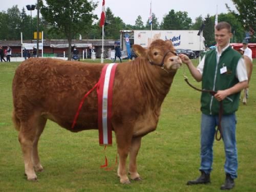 Det fynske dyrskue - Interbreed Vinder for hundyr over 18 måneder. Krogens Ideal fra Krogens Limousine