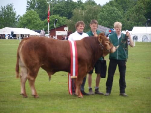 Det fynske dyrskue - Interbreed Vinder for handyr under 18 måneder Humlegårdens Iwar, fra Humlegårdens Limousine