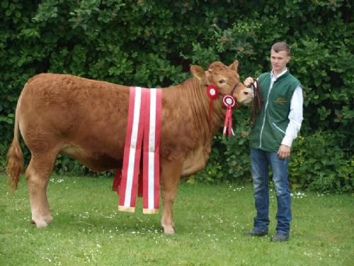 Det fynske dyrskue - Krogens Ideal, 24 point og ærespræmie, bedste kvie, bedste ældre hundyr, bedste hundyr og bedste limousine, og Interbreed vinder