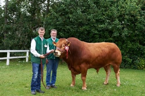 Det fynske dyrskue - Mosegårdens Hot Shot. 23 point og ærespræmie og bedste ældre tyr. 2 plads i Interbreed for hardyr over 18 måneder