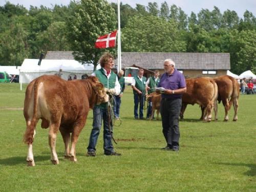 Det Fynske Dyrskue 2013 - Yngre handyr til Interbreed. Limousine blev nr. 2 overgået af Hereford, der tog alle 1 pointer i første runde.